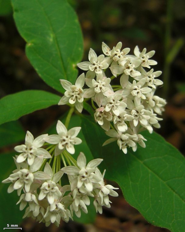 Leaves of Fourleaf Milkweed (Asclepias quadrifolia)