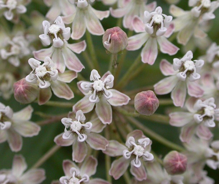 Flower of Narrowleaf Milkweed (Asclepias fascicularis)