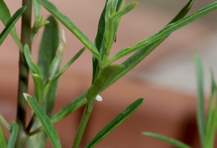 Leaves of Narrowleaf Milkweed (Asclepias fascicularis)