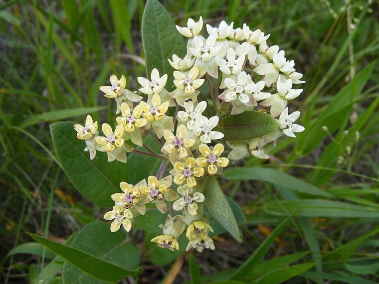 Leaves of Oval-leaf Milkweed (Asclepias ovalifolia)