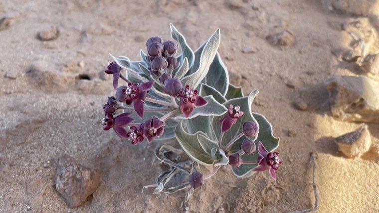 Flower of Ruth’s Milkweed (Asclepias ruthiae)