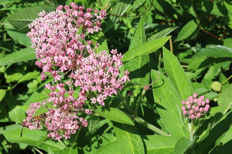 Flower of Swamp Milkweed (Asclepias incarnata)