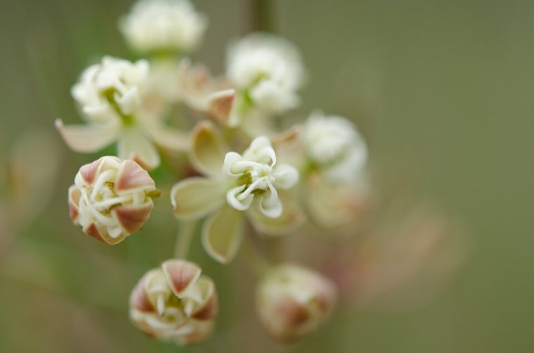 Flower of Whorled Milkweed (Asclepias verticillata)