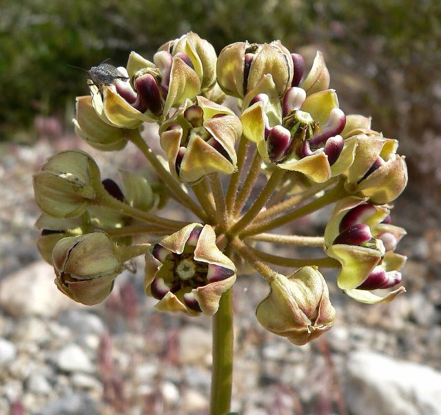 Antelope Horns (Asclepias asperula). Asclepias asperula 3