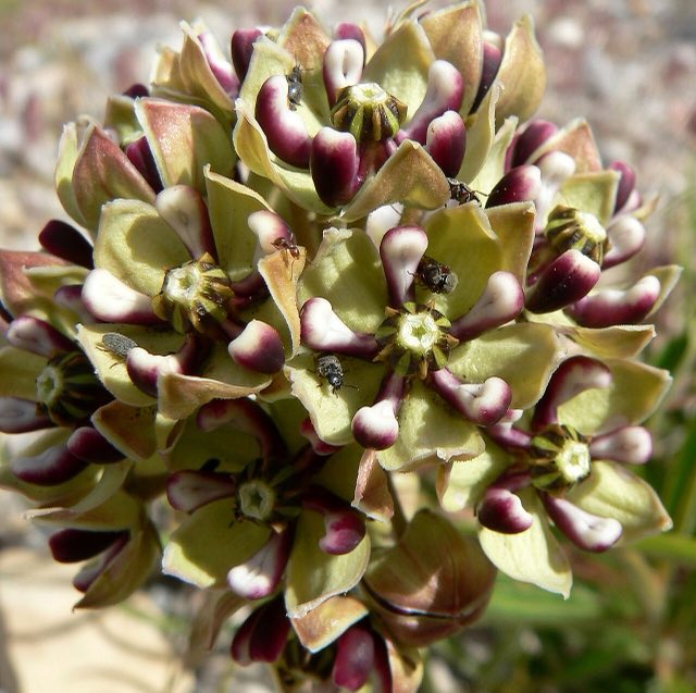 Antelope Horns (Asclepias asperula). Asclepias asperula 4
