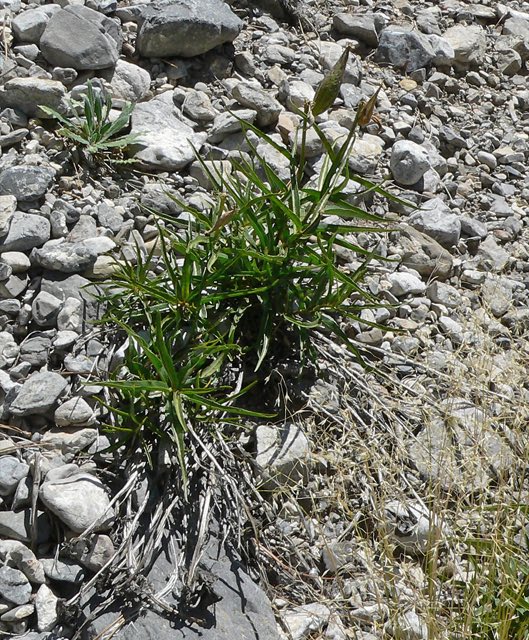 Antelope Horns (Asclepias asperula). Asclepias asperula 9