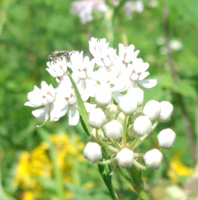 Arizona Milkweed (Asclepias angustifolia). Asc. angustifolia