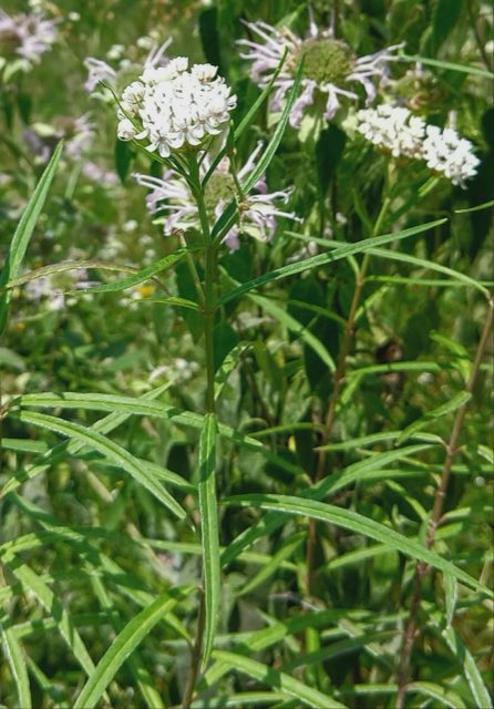 Arizona Milkweed (Asclepias angustifolia). A. angustifolia
