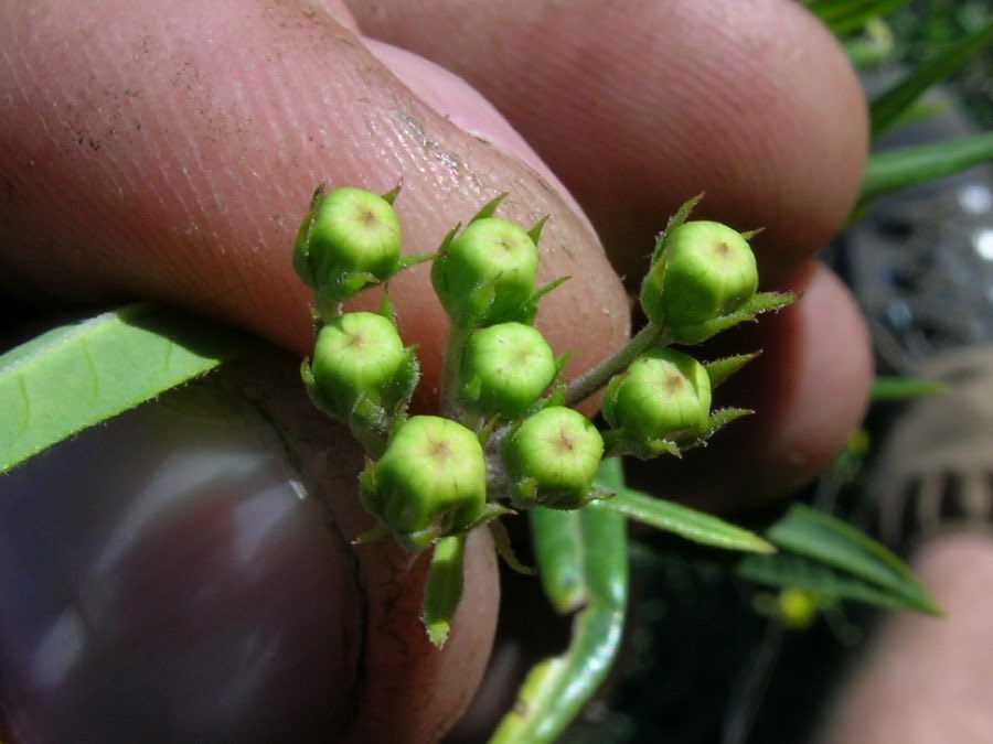 Balloon Plant (Gomphocarpus physocarpus). Gomphocarpus physocarpus flower buds1 (14439930407)