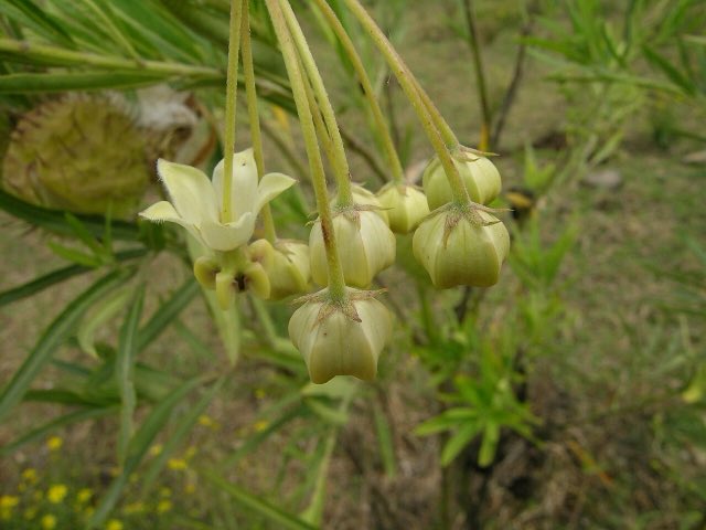 Balloon Plant (Gomphocarpus physocarpus). Gomphocarpus physocarpus flower4 (14626324605)