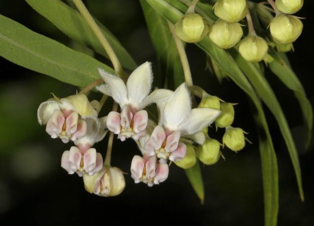 Balloon Plant (Gomphocarpus physocarpus). Balloon Plant photographed in Blyde River Near Hoedspruit: Blyde river alongside floodplain.