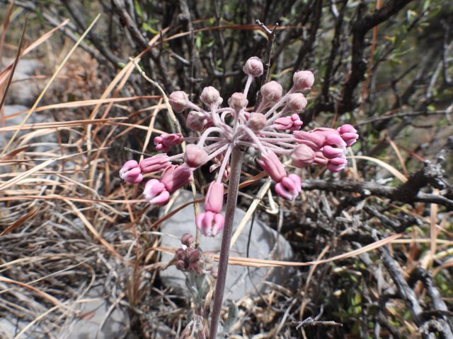 Bear Mountain Milkweed (Asclepias scaposa). Bear Mountain Milkweed photographed in Saltillo, MX-CA, MX