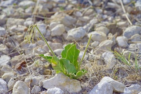 Bear Mountain Milkweed (Asclepias scaposa) in flower