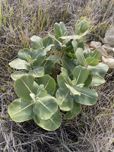 Broadleaf Milkweed (Asclepias latifolia). Broadleaf Milkweed photographed in Lincoln, Colorado, United States