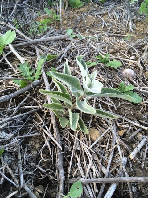 California Milkweed (Asclepias californica). Asclepias californica, California milkweed 2