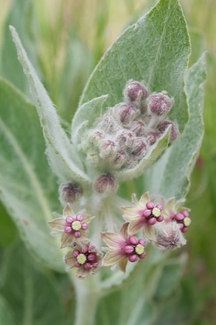 California Milkweed (Asclepias californica). Asclepias californica