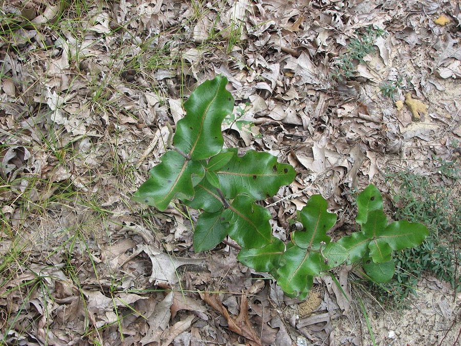 Clasping Milkweed (Asclepias amplexicaulis). Asclepias amplexicaulis leaves