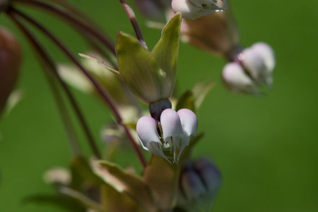 Clasping Milkweed (Asclepias amplexicaulis). Clasping MIlkweed (Asclepias amplexicaulis) - 19752025302