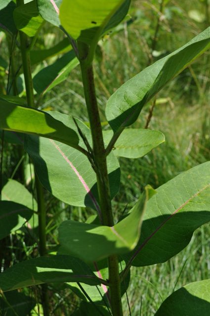 Common Milkweed (Asclepias syriaca). Asclepias syriaca - stem (18745239231)