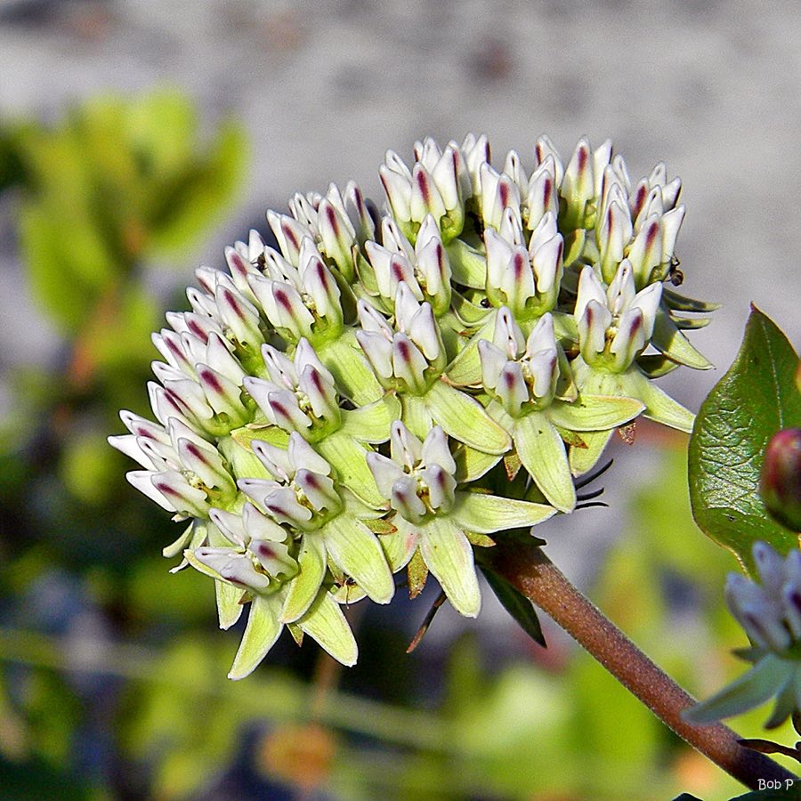 Curtiss’ Milkweed (Asclepias curtissii). Curtiss milkweed (Asclepias curtissii) (6023865184)