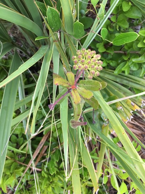 Curtiss’ Milkweed (Asclepias curtissii). Curtiss’ Milkweed photographed in Florida, US