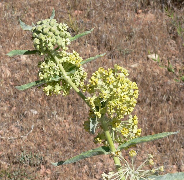 Desert Milkweed (Asclepias erosa). Asclepias erosa 7