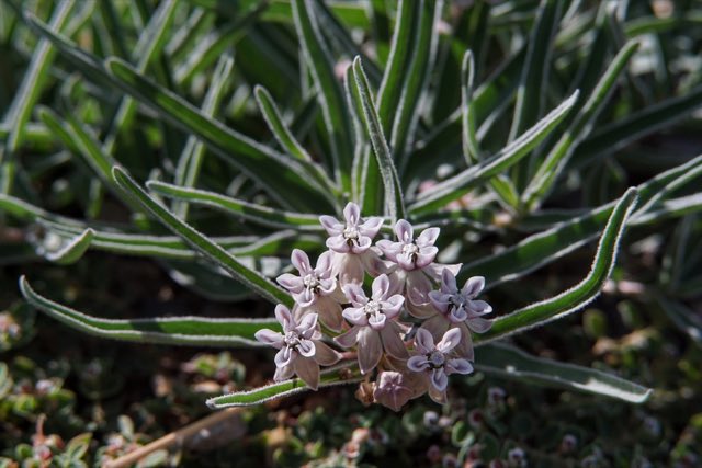 Dwarf Milkweed (Asclepias involucrata). Dwarf Milkweed photographed in Grant County, NM, USA