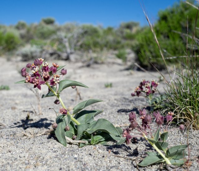 Eastwood’s Milkweed (Asclepias eastwoodiana). Eastwood’s Milkweed photographed in Dave Deacon Camp Rd, Tonopah, NV, US