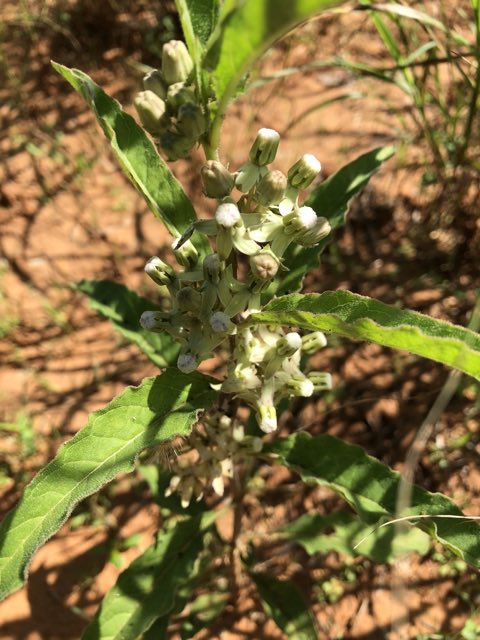 Emory’s Milkweed (Asclepias emoryi). Emory’s Milkweed photographed in 78588, San Isidro, TX, US