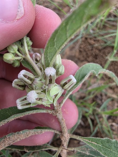 Emory’s Milkweed (Asclepias emoryi). Emory’s Milkweed photographed in Pleasanton, TX 78064, USA