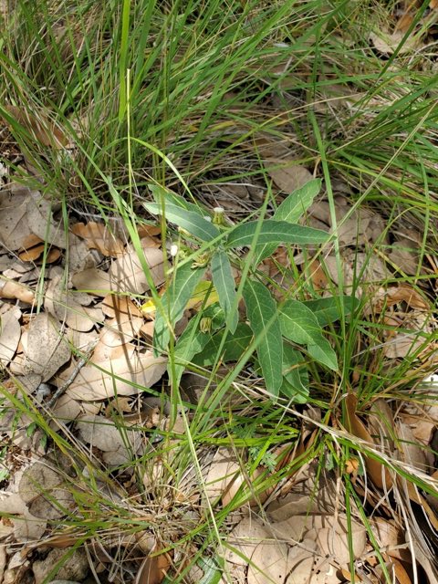 Emory’s Milkweed (Asclepias emoryi). Emory’s Milkweed photographed in Rocksprings, TX 78880, USA