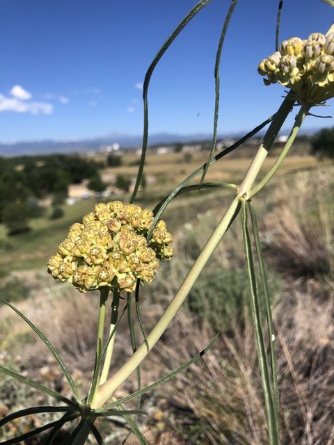 Engelmann’s Milkweed (Asclepias engelmanniana). Engelmann’s Milkweed photographed in Longmont, CO, US
