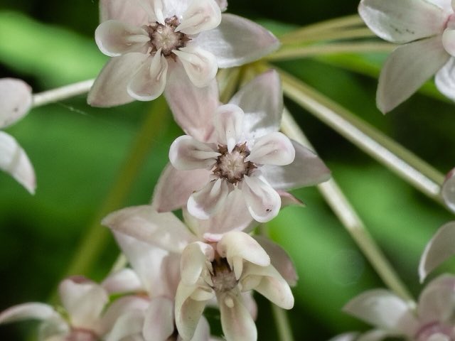 Fourleaf Milkweed (Asclepias quadrifolia). Asclepias quadrifolia 511684130