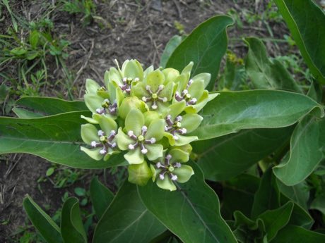 Green Antelopehorn (Asclepias viridis) in flower