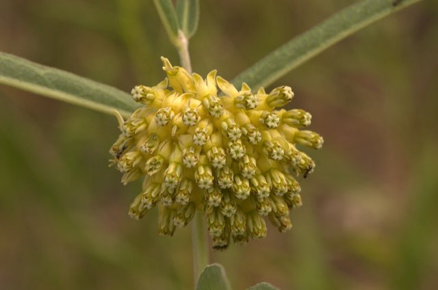 Green Comet Milkweed (Asclepias viridiflora). Green-flowered Milkweed (Asclepias viridiflora) - 14785916461