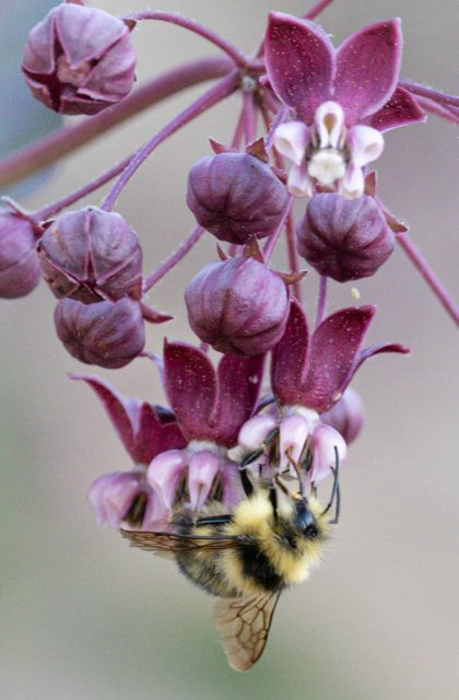 Heartleaf Milkweed (Asclepias cordifolia). Heartleaf Milkweed photographed in Tuolumne County, CA, USA