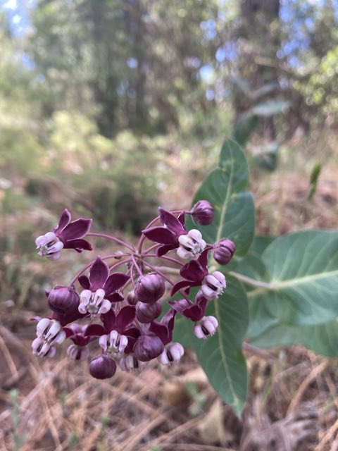 Heartleaf Milkweed (Asclepias cordifolia). Heartleaf Milkweed photographed in El Dorado County, US-CA, US
