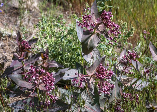 Heartleaf Milkweed (Asclepias cordifolia). Heartleaf Milkweed photographed in Alpine County, CA, USA