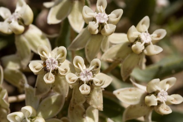 Large-seed Milkweed (Asclepias macrosperma). Asclepias macrosperma - Flickr - aspidoscelis (1)