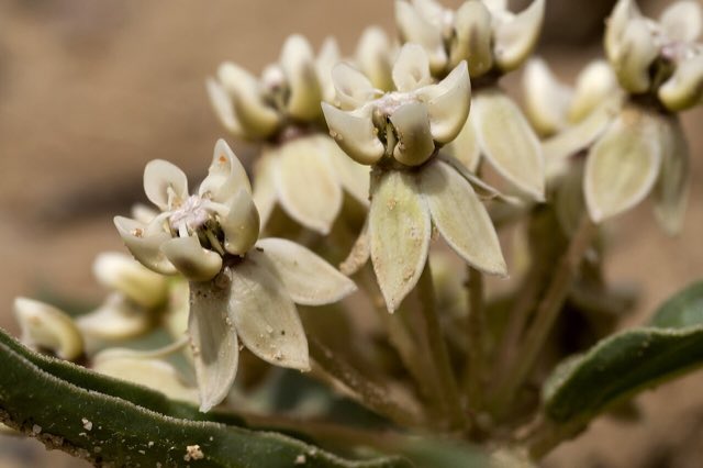 Large-seed Milkweed (Asclepias macrosperma). Asclepias macrosperma - Flickr - aspidoscelis (2)