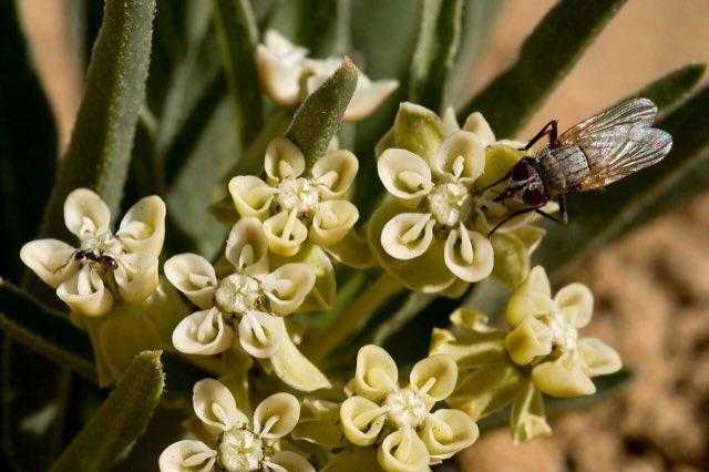 Large-seed Milkweed (Asclepias macrosperma). Asclepias macrosperma - Flickr - aspidoscelis (5)