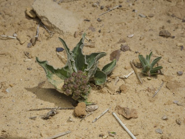 Large-seed Milkweed (Asclepias macrosperma). Large-seed Milkweed photographed in Huntington, UT, US