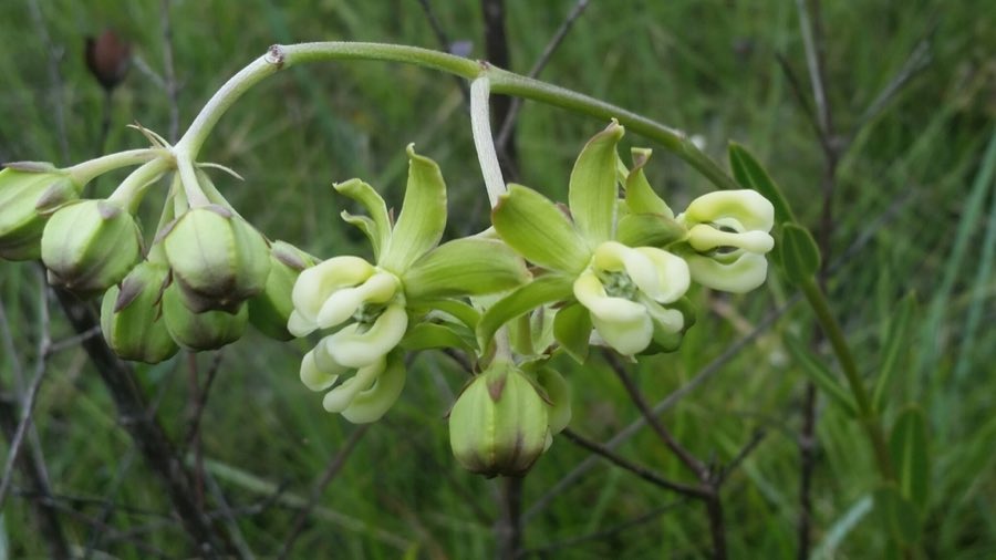 Largeflower Milkweed (Asclepias connivens). Largeflower Milkweed photographed in Franklin County, US-FL, US