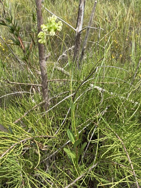 Largeflower Milkweed (Asclepias connivens). Largeflower Milkweed photographed in Florida, US