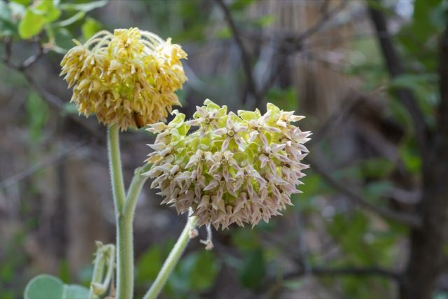 Lemmon’s Milkweed (Asclepias lemmonii). Lemmon’s Milkweed photographed in Cochise County, AZ, USA