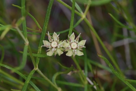Longhood Milkweed (Asclepias macrotis) in flower