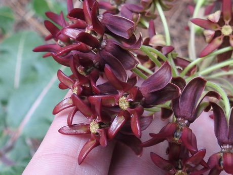 Mahogany Milkweed (Asclepias hypoleuca) in flower