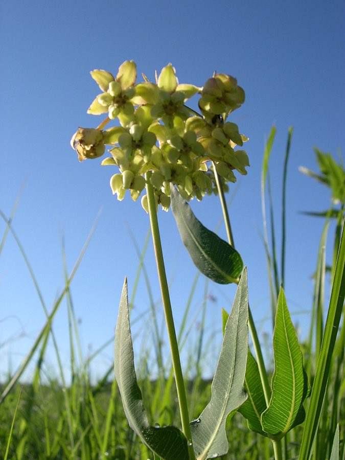 Mead’s Milkweed (Asclepias meadii). Mead's Milkweed (Asclepias meadii) - Flickr - Jay Sturner