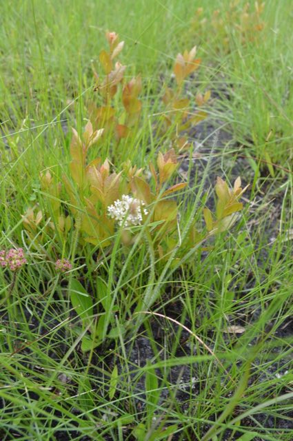 Michaux’s Milkweed (Asclepias michauxii). Michaux’s Milkweed photographed in Liberty County, GA, USA