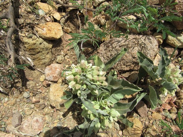 Mojave Milkweed (Asclepias nyctaginifolia). Mojave Milkweed photographed in Agua Prieta, MX-SO, MX